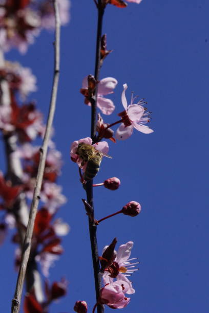 istock It is spring time a bee sitting on a blossom in closeup 1217165358