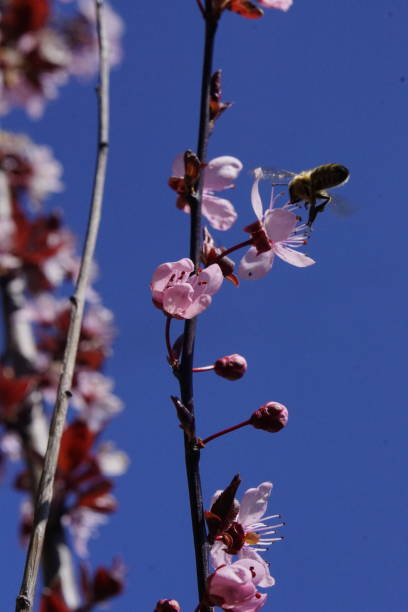 istock It is spring time a bee sitting on a blossom in closeup 1217165967