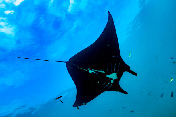 géant noir, manta ray mobula birostris under the sky, raja ampat, indonésie - archipel raja ampat photos et images de collection