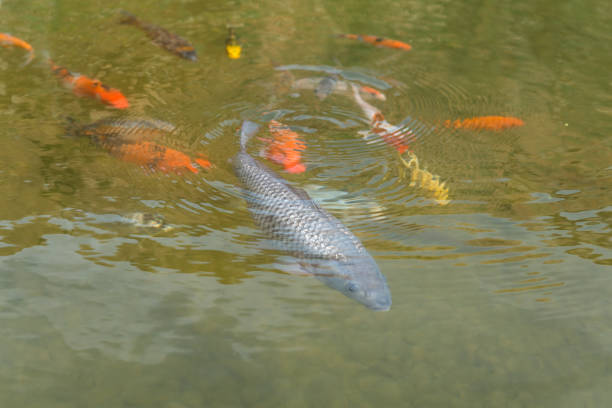 istock At Israel Aquarium in Jerusalem 1217166862