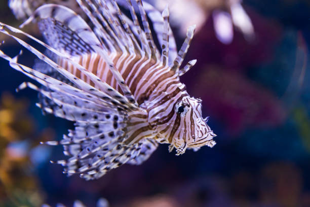 istock At Israel Aquarium in Jerusalem 1217167402