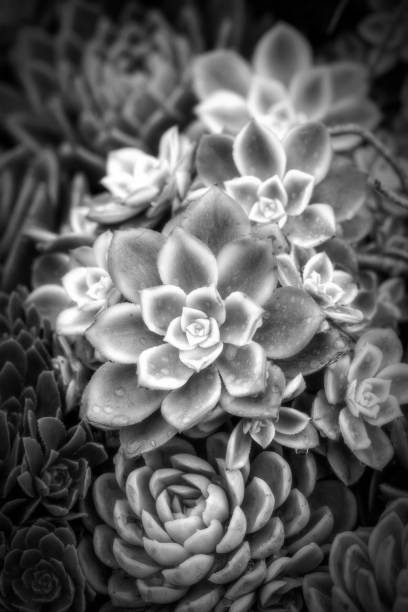 istock Succulents in black and white 1217167729