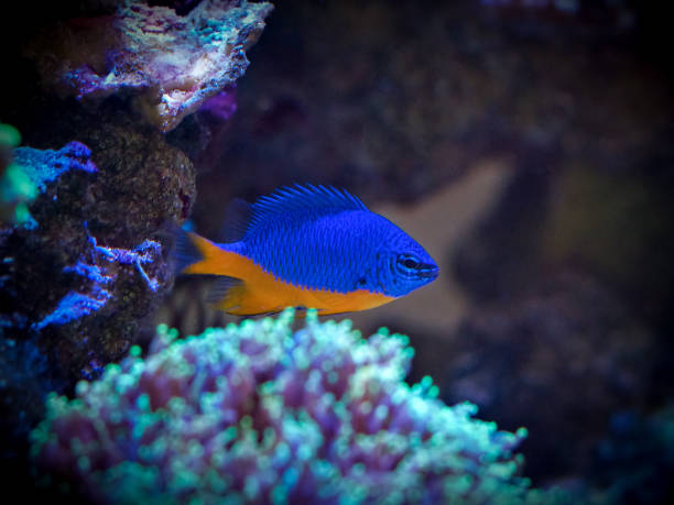 istock Azure Damselfish (Chrysiptera hemicyanea) on a reef tank 1217167792
