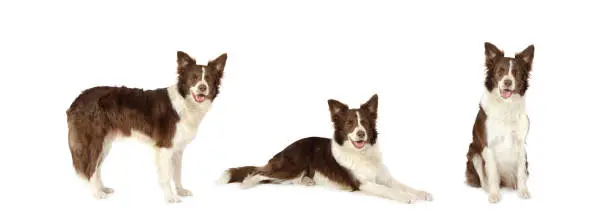 Collage set of three Border Collie dog isolated on white background