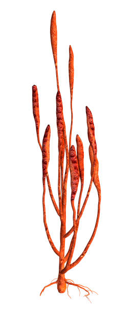 istock 3D illustration fantasy alien plant on white 1217167939