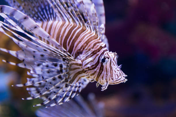 istock At Israel Aquarium in Jerusalem 1217168059
