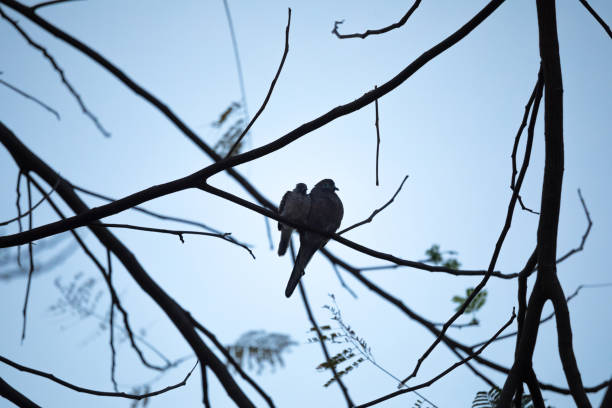 Two pigeons sitting close together on twig