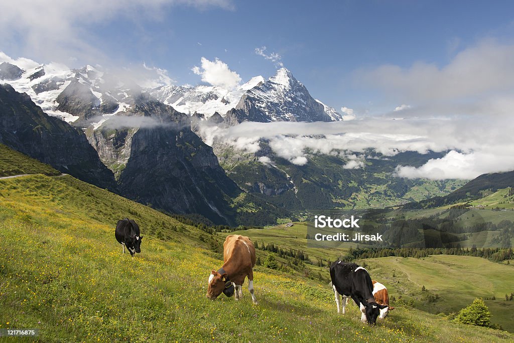 Alpi in Svizzera - Foto stock royalty-free di Agricoltura