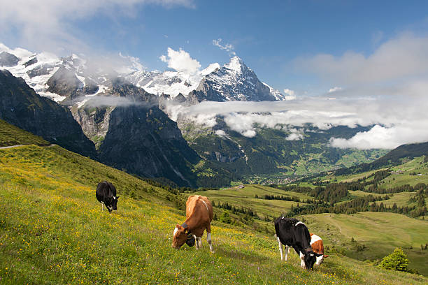 알프스 스위스 - jungfrau region berne canton valais canton eiger 뉴스 사진 이미지