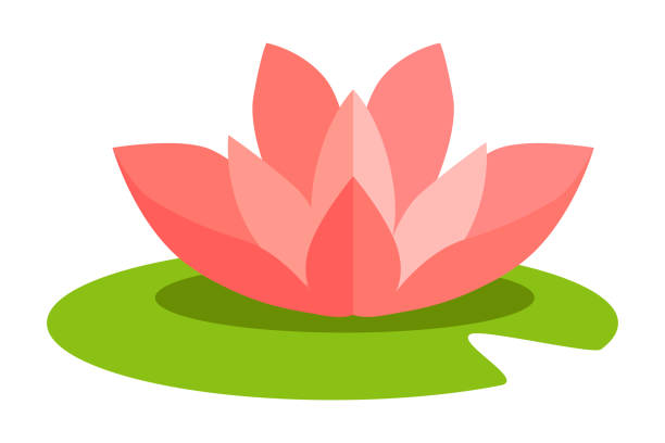 ÐезÑмÑннÑиÌ-4 Lotus flower isolated in flat design on white. Vector illustration of pink blossom on green grass that grows on water surface such as rivers. Colorful icon of lotus flower considered to be sacred water lily stock illustrations