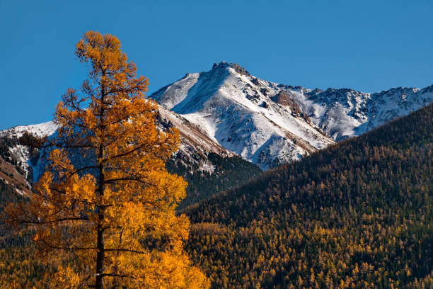 istock Sunny autumn day in the Altai mountains 1217169773