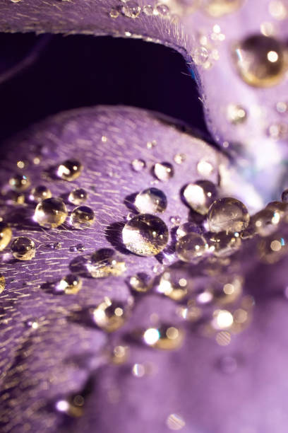Close Up of Morning Dew Drops on Clover Leaf