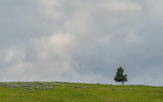 Single Tree in Field Against Cloudy Sky in Wyoming Wilderness