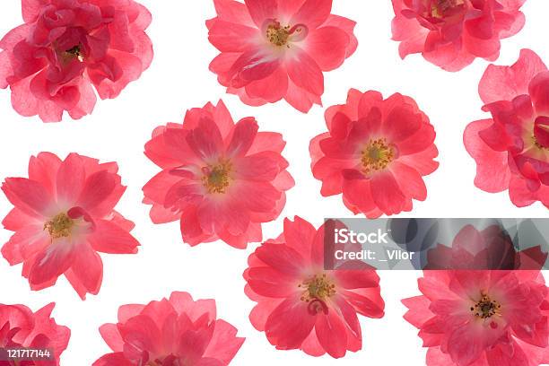 Rose Stock Photo - Download Image Now - Blossom, Close-up, Color Image