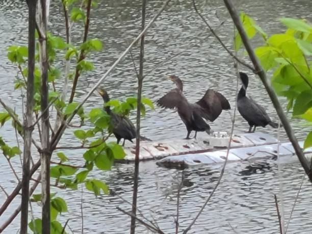 istock Birds on the lake 1217171859