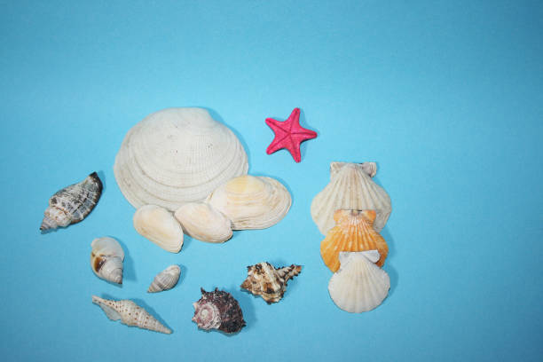 istock the sea shells on the blue background 1217172583