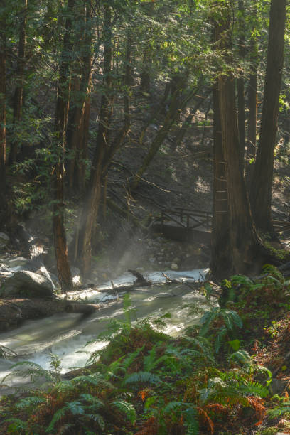 Western USA Grand Mesa National Forest Mountain Stream for Fishing and Delivering Water for Agriculture Photo Series
