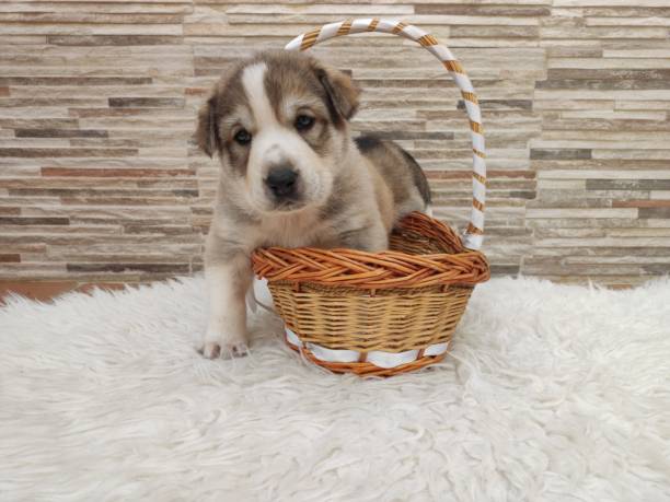 istock Masstiff dog puppy a basketball 1217173349