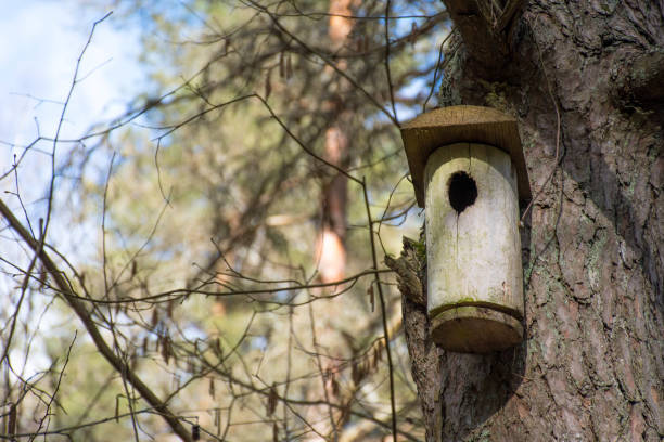 Wooden bird house hanging from a tree in a forest