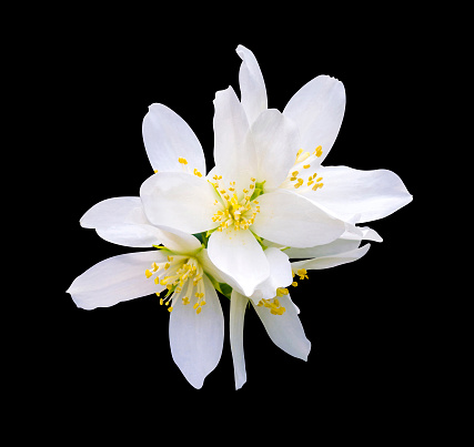 Jasmine flowers. jasmine spring flowers. branch of jasmine flowers isolated on a black background