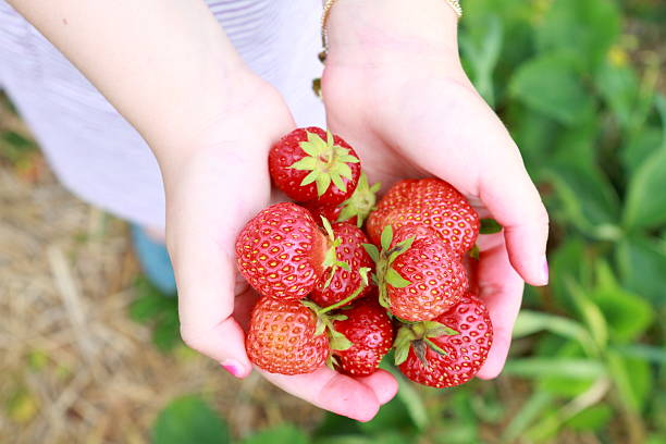 Hands with strawberries stock photo