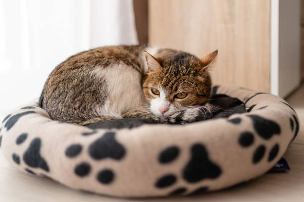 istock nice cat relaxing at home on pet bed 1217175280