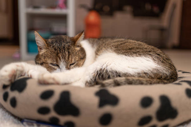 istock nice cat relaxing at home on pet bed 1217175358