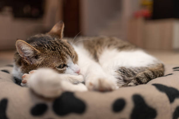 istock nice cat relaxing at home on pet bed 1217175398
