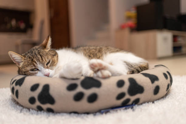 nice cat relaxing at home on pet bed nice cat relaxing at home dog bed stock pictures, royalty-free photos & images