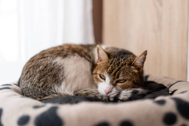 istock nice cat relaxing at home on pet bed 1217175475