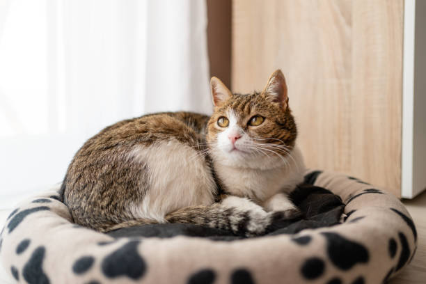 istock nice cat relaxing at home on pet bed 1217175496