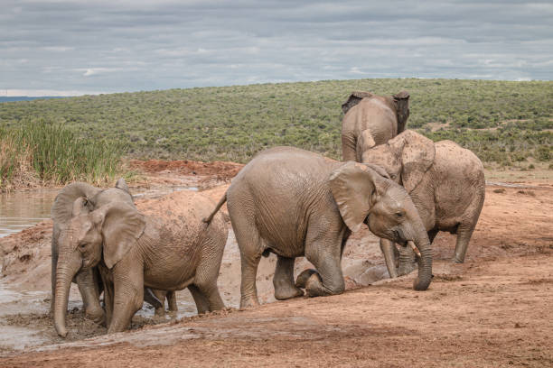istock Herd of African elephant interacting around a waterhole 1217175624