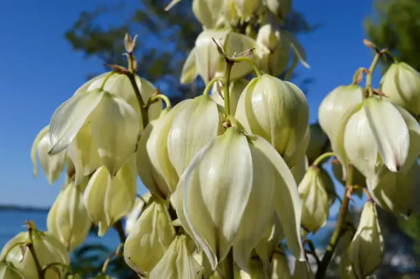 White flowers of the Yucca gloriosa plant or Spanish dagger, in Croatia