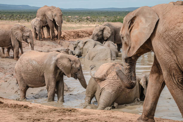 istock Herd of African elephant interacting around a waterhole 1217175950