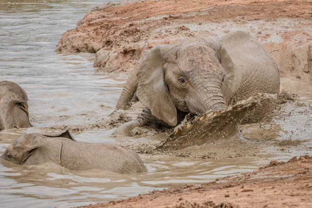 istock African elephants playing in the water 1217176591