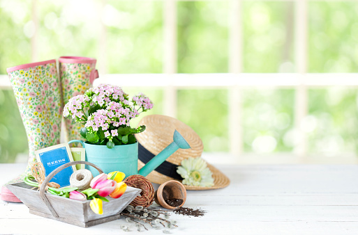 Vintage gardening tools and flowers against a bright window in springtime