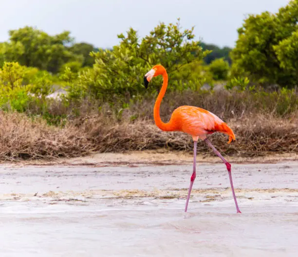 Flamingos on the lagoon of the Ria Lagartos nature preserve in Yucatan, Mexico