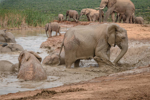 istock African elephants playing in the water 1217176950