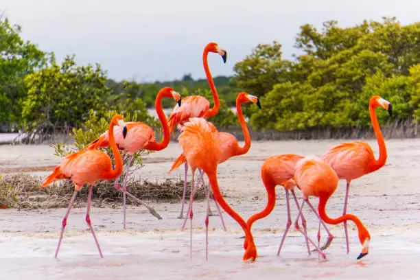Flamingos on the lagoon of the Ria Lagartos nature preserve in Yucatan, Mexico