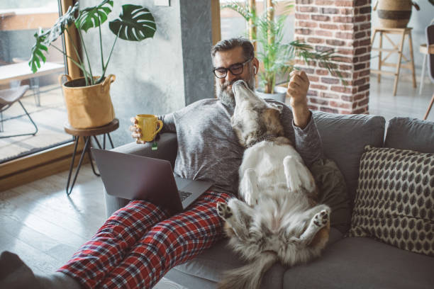 Cozy working evening during pandemic Mature men home in pajama spending cozy evening during isolation period, pet dog is with him. They sitting on sofa, man working on laptop pyjamas stock pictures, royalty-free photos & images