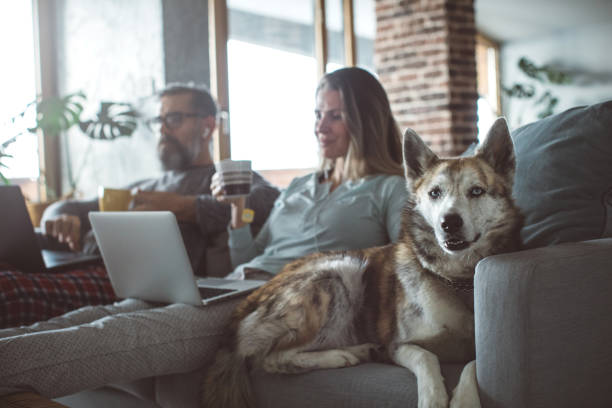 istock Cozy working evening during pandemic 1217177296