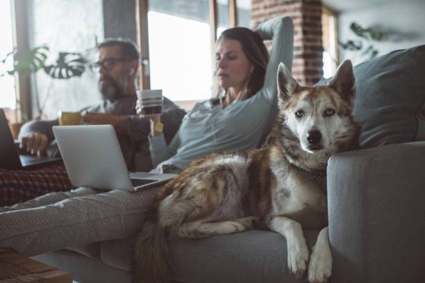 istock Cozy working evening during pandemic 1217177383