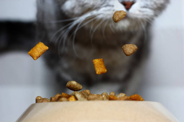 istock dry pet food falling into the feeder on a blurry background with an approaching cat 1217177759