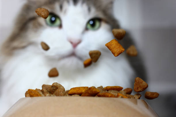 dry pet food falling into the feeder on a blurry background