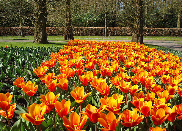 istock Tulip Garden in Holland 121717834