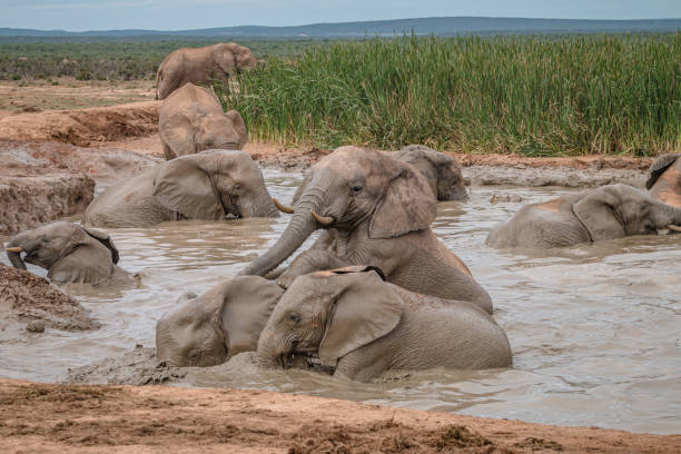 istock African elephants playing in the water 1217178643