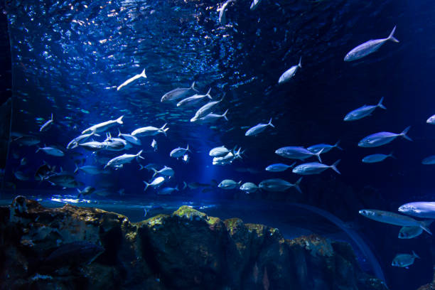 istock At Israel Aquarium in Jerusalem 1217179081