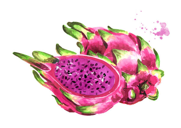 640+ Watercolor Painting Of Dragon Fruit Stock Photos, Pictures ...
