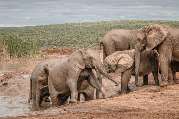 istock Herd of African elephant interacting around a waterhole 1217181142