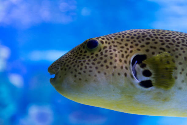 istock At Israel Aquarium in Jerusalem 1217181175